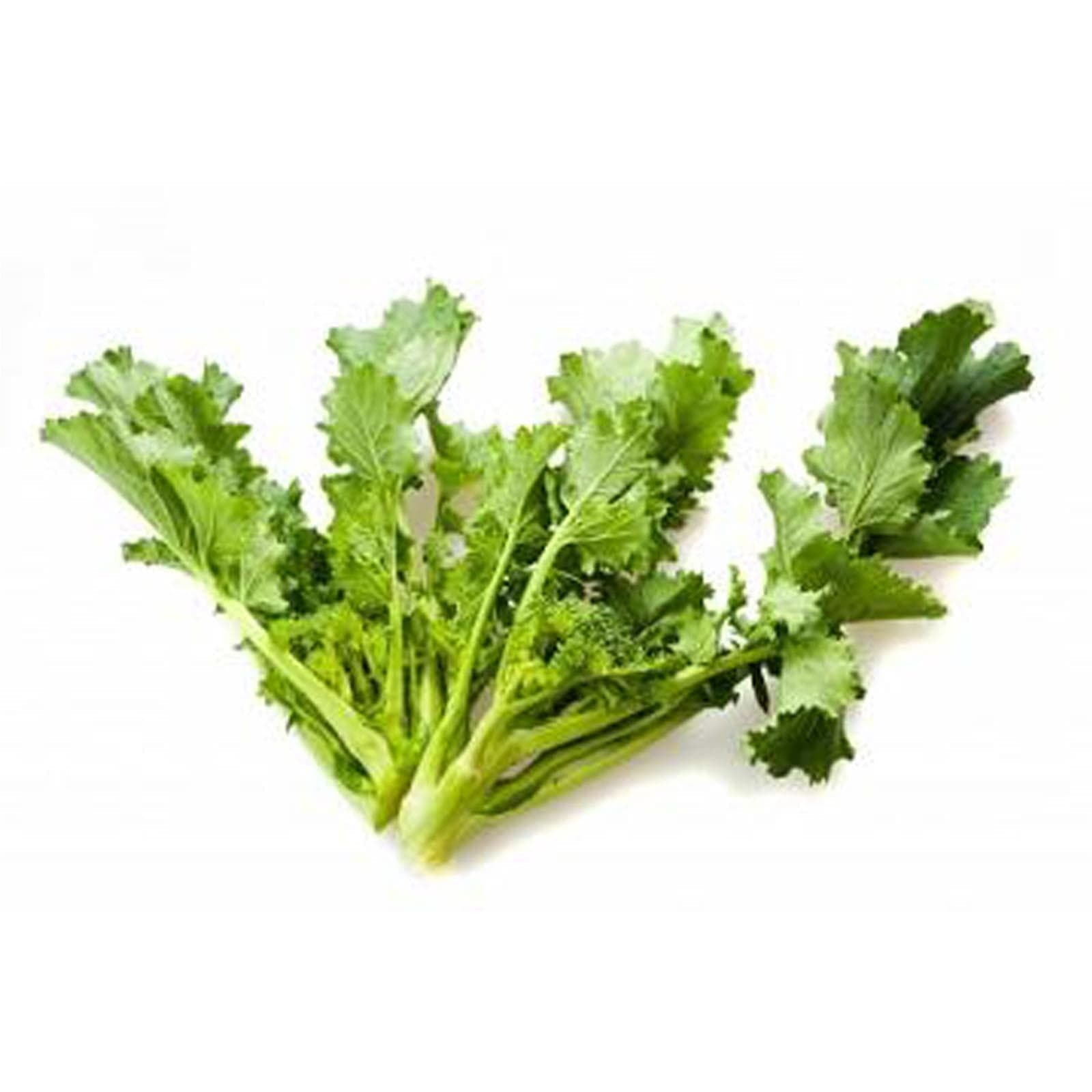 Semi di cima di rapa molfettese 60 giorni cima grande pugliese - 2