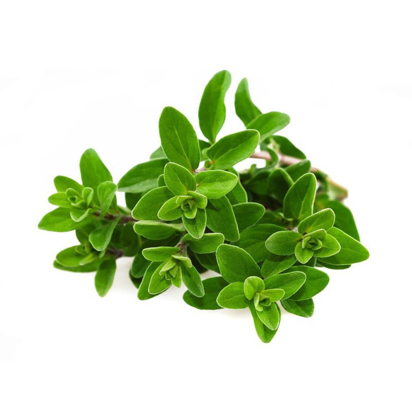 Semi di maggiorana selvatica pianta aromatica per orto e giardino - 2