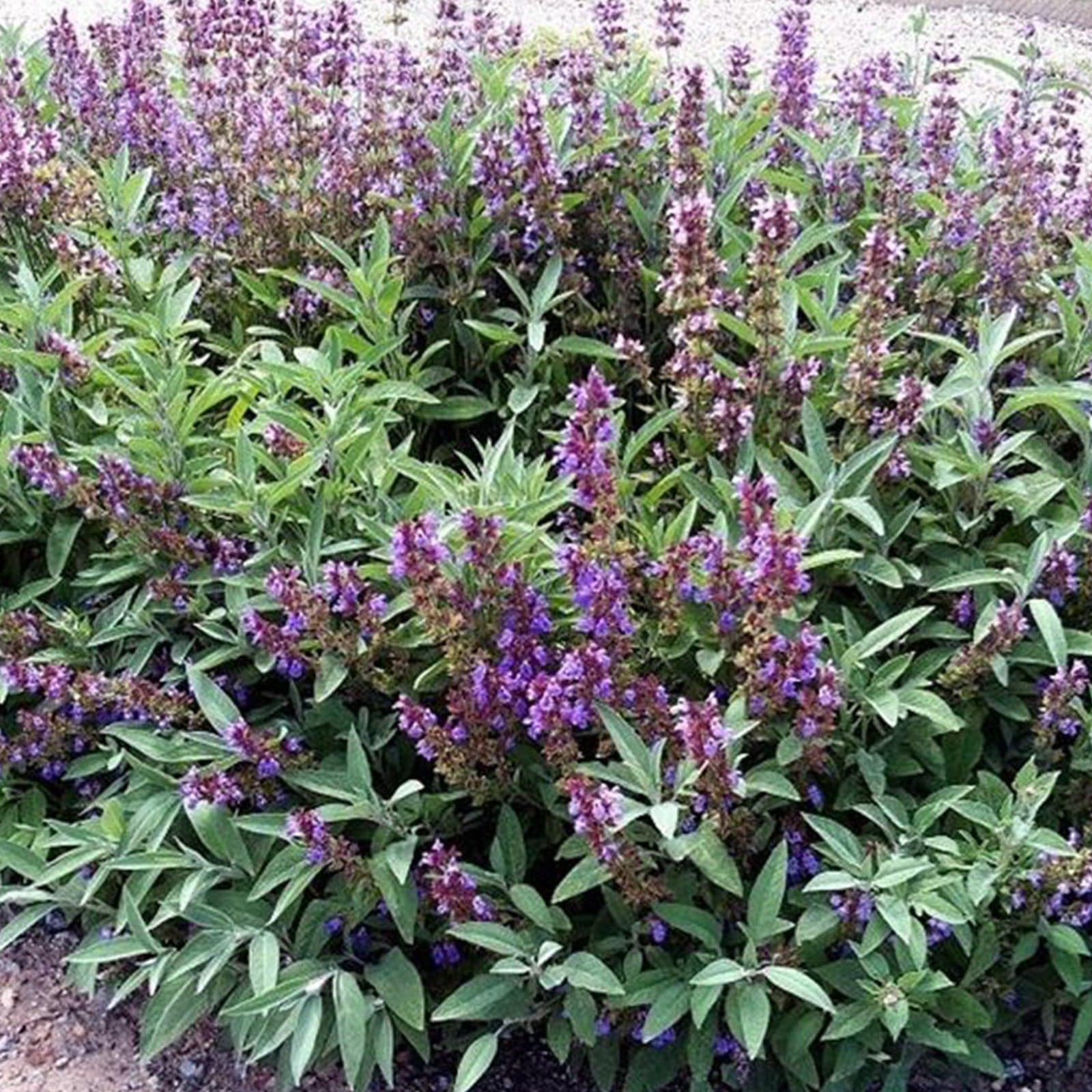 Semi di salvia selvatica piante aromatiche per orto e giardino - 2