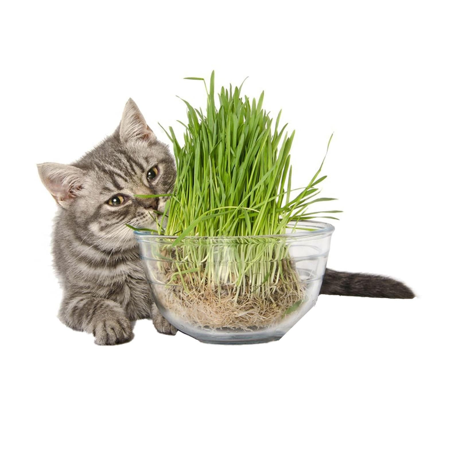 Semi di "Nepeta cataria" pianta aromatica erba per gatti - 2