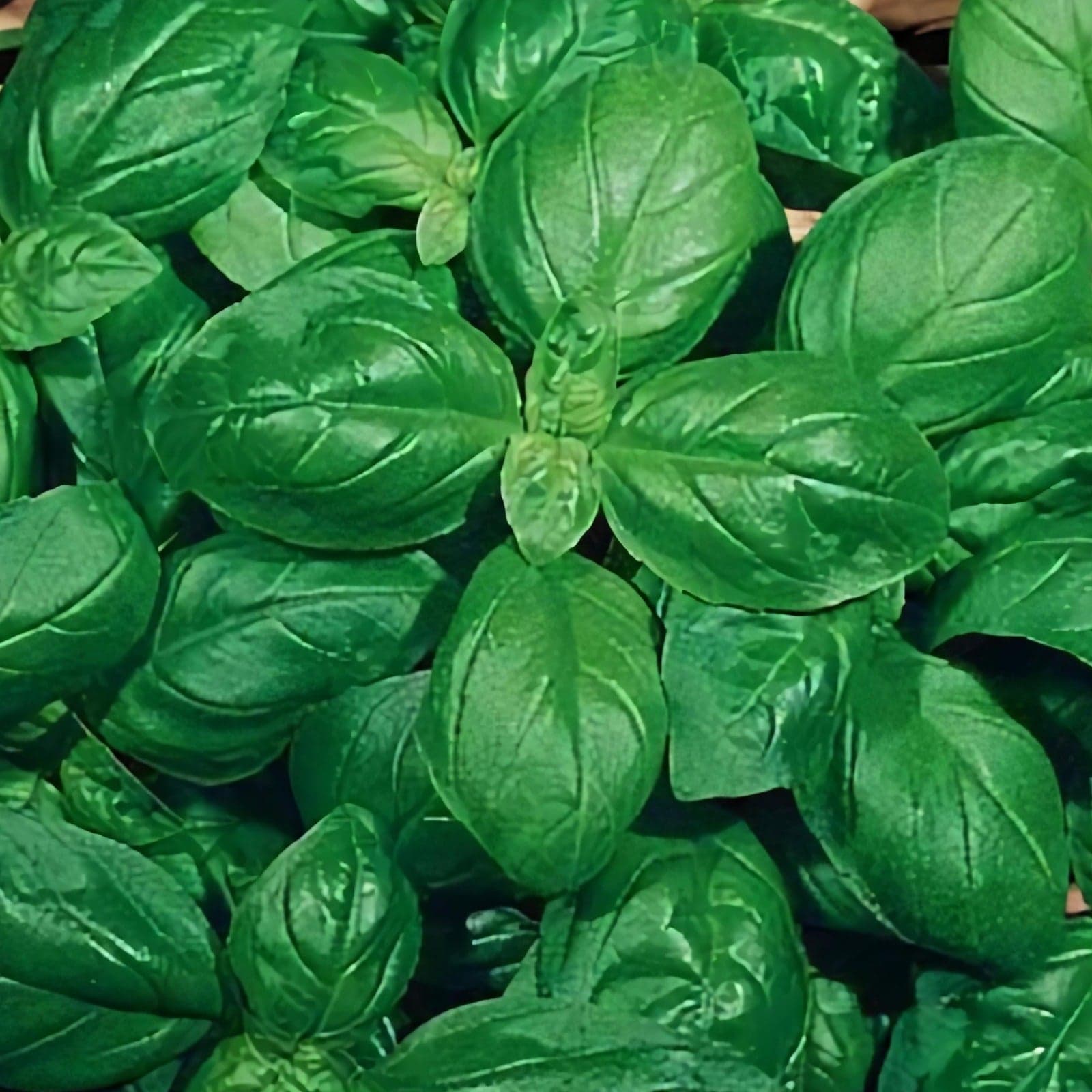 Semi di basilico italiano classico per pesto con foglie profumate per orto e giardino - 5