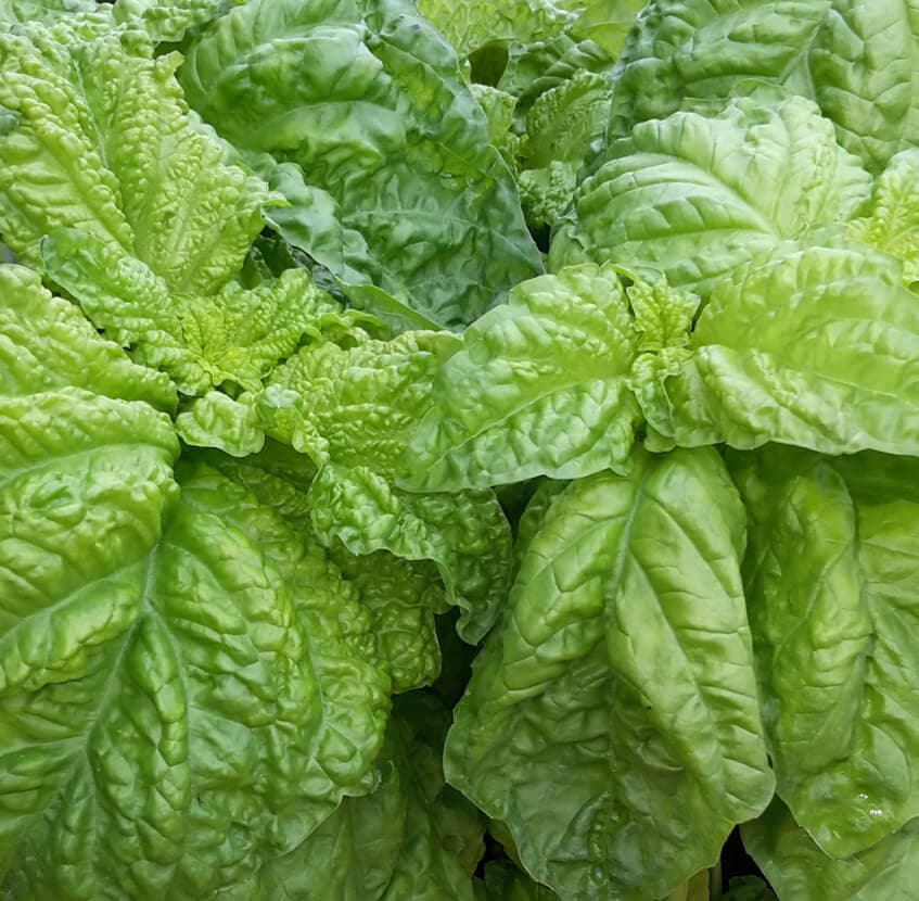 Semi di basilico italiano classico per pesto con foglie profumate per orto e giardino - 6