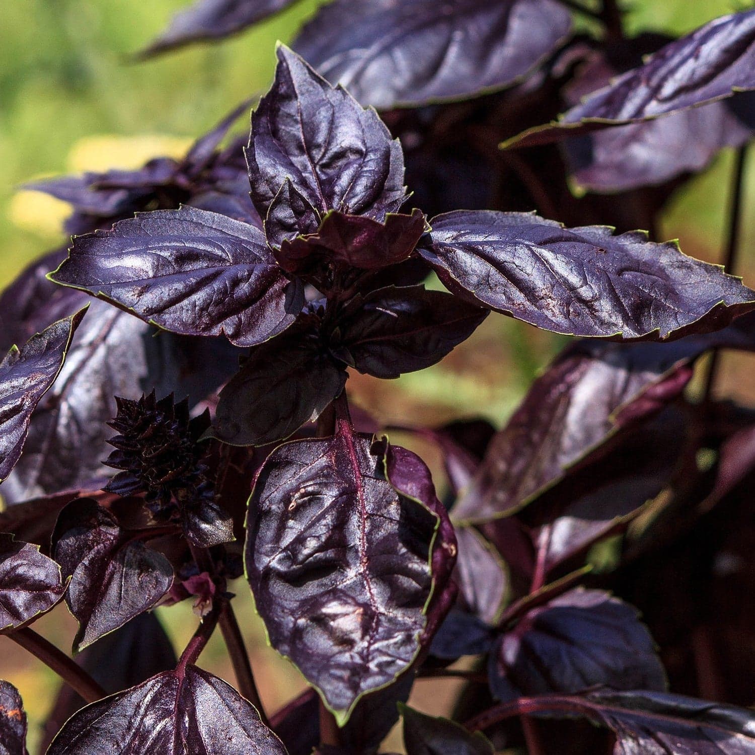 Semi di basilico italiano classico per pesto con foglie profumate per orto e giardino - 4