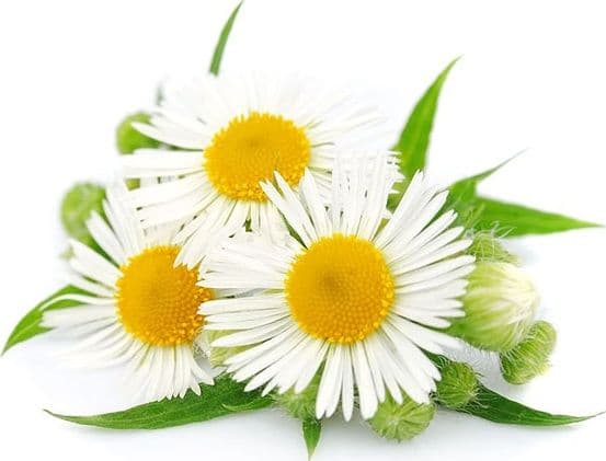 Semi di camomilla pianta aromatica per orto e giardino