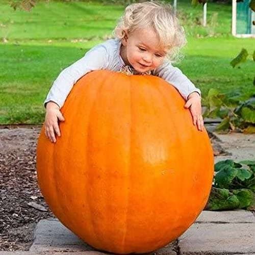 Seme di zucca "Quintale" pianta speciale per orto e giardino - 2