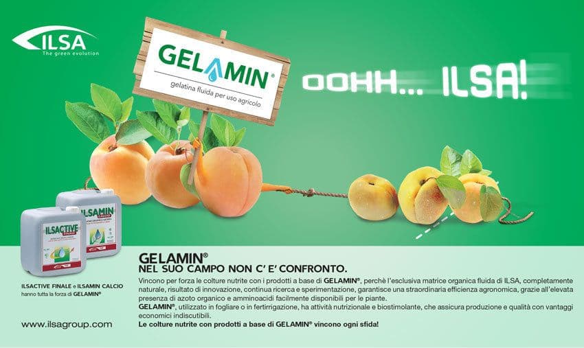 Concime fogliare "ILSA Calcio" a base di Calcio per frutteti e ortaggi 1 lt - 3