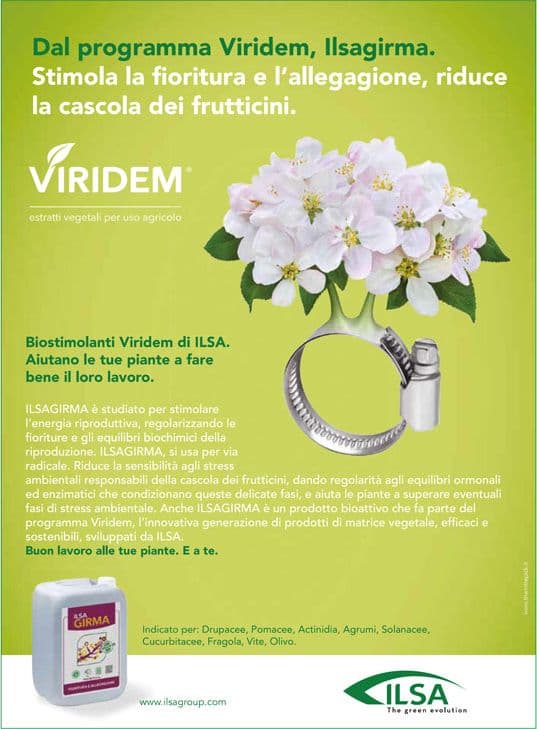 Biostimolante per fioritura e allegaggione "ILSA VEGETUS" a base di idrolizzato enzimatico Fabaceae 1 lt - 2