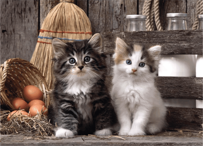 Clementoni - puzzle collection Animali – "Lovely kittens”– 1000 pezzi, puzzle adulti - 2