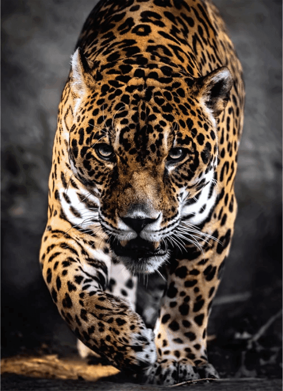 Clementoni - puzzle collection Animali – "Walk of the Jaguar”– 1000 pezzi, puzzle adulti - 2