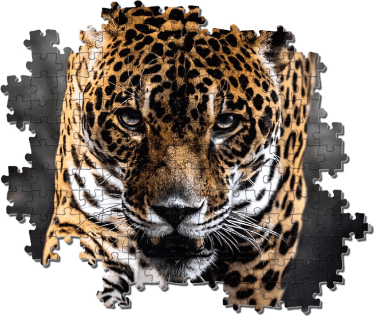 Clementoni - puzzle collection Animali – "Walk of the Jaguar”– 1000 pezzi, puzzle adulti - 3