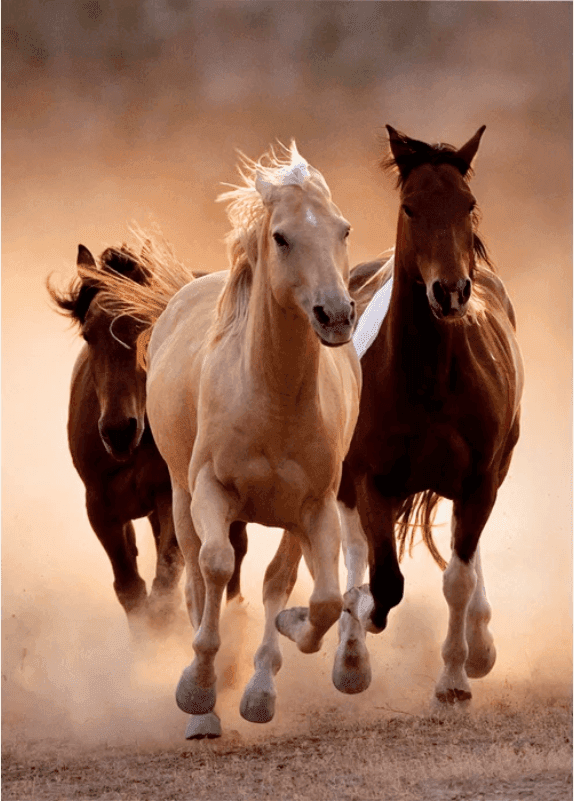 Clementoni - puzzle collection Animali – "Running Horses”– 1000 pezzi, puzzle adulti - 2