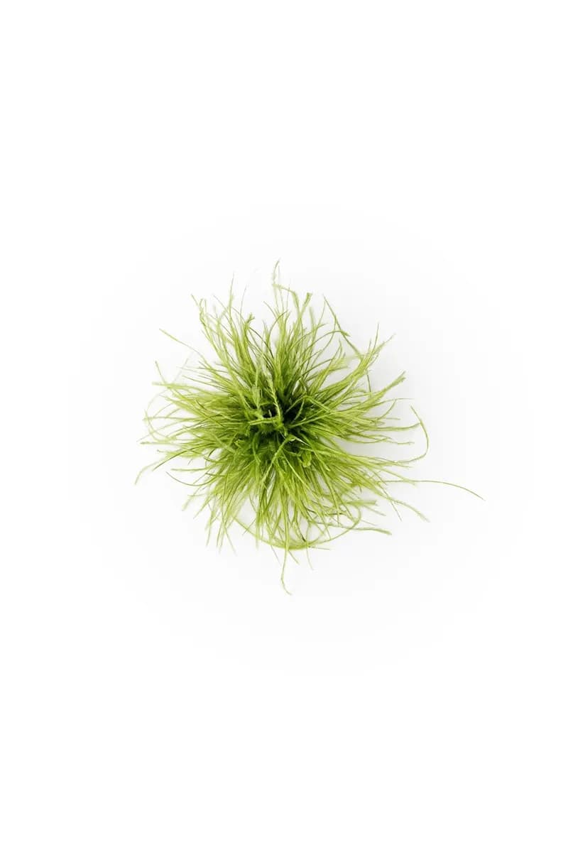 MYA ACCESSORIES | Spilla con piume verde lime - 2