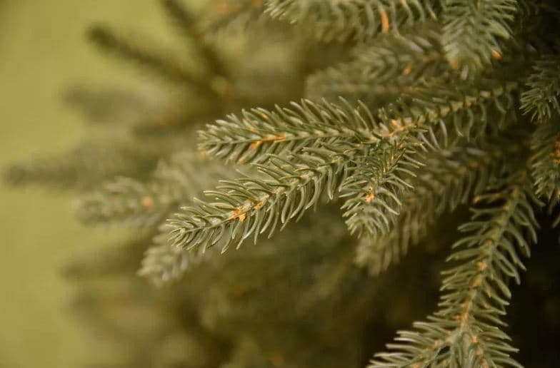 Albero di natale "Lincoln" 100 % in PE Effetto Real Touch di Altissima qualità - 5