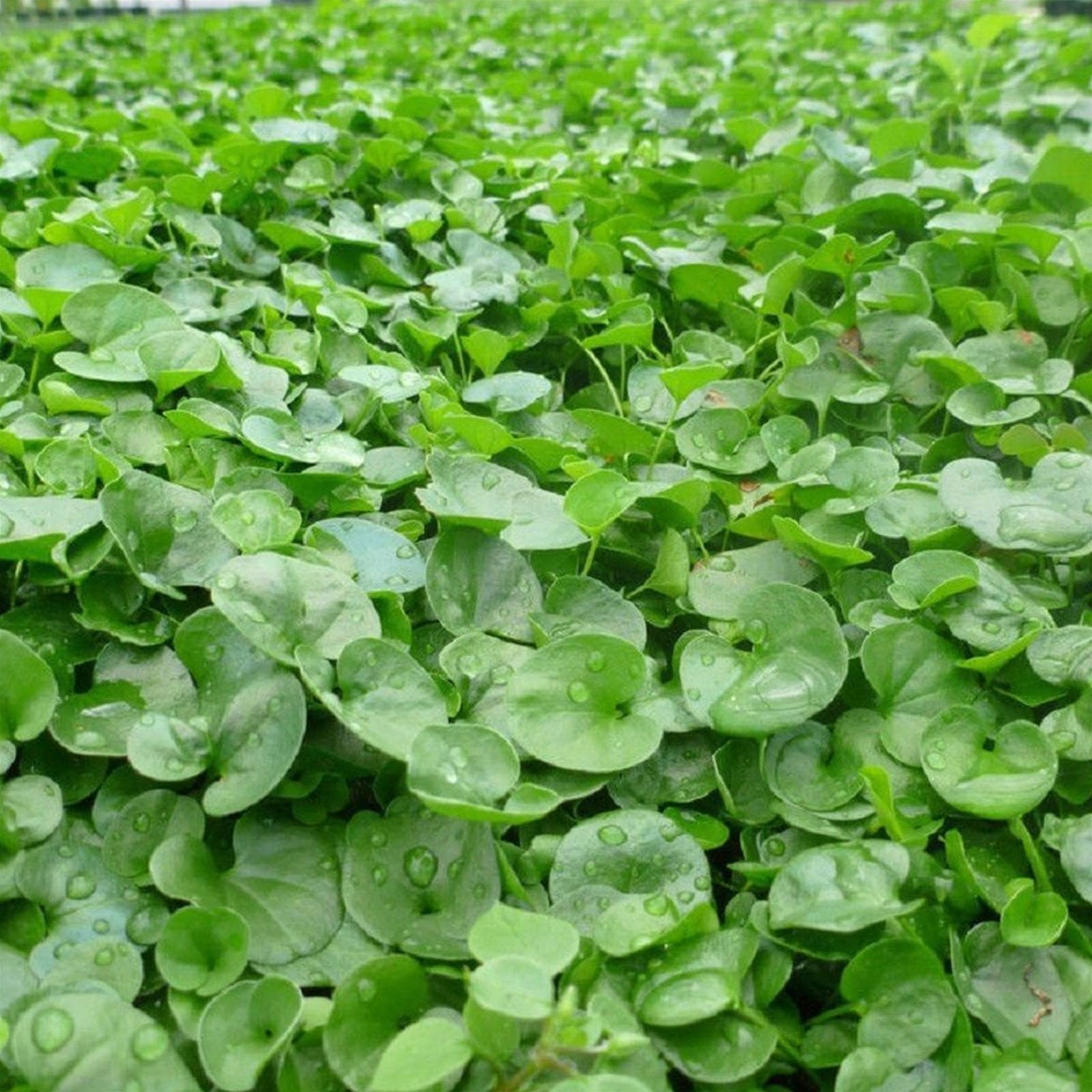 Seme "Dichondra Repens" tappeto erboso a bassa manutenzione quadrifoglio per aiuole - 3