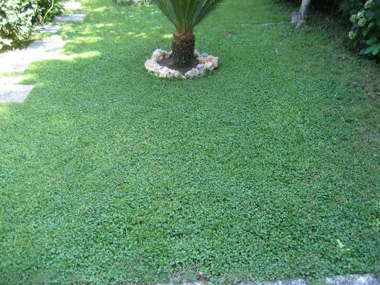 Seme "Dichondra Repens" tappeto erboso a bassa manutenzione quadrifoglio per aiuole - 2