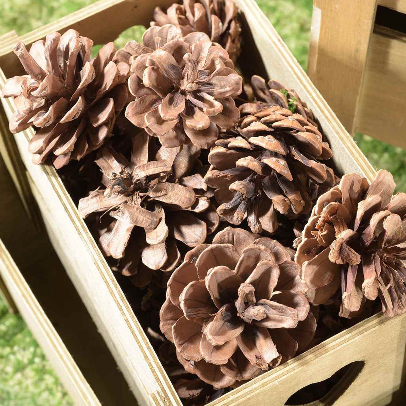 Pigne naturali stabilizzate da 5\6 cm per decorazioni natalizie, in scatola da 63 pz - 2