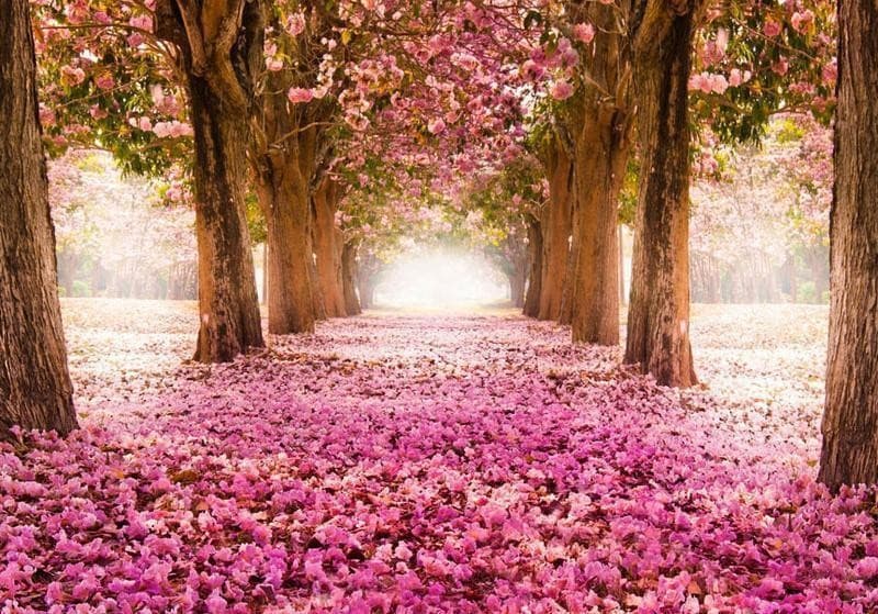 Fotomurale  Boschetto rosa - 6