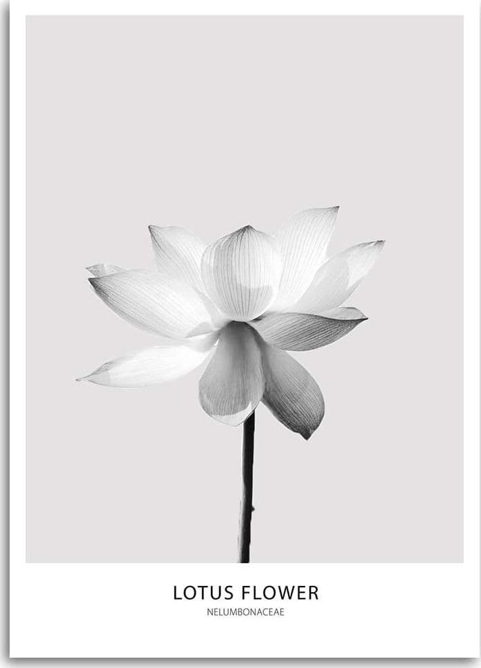 Quadro su tela, Fiore di loto bianco Natura - 3