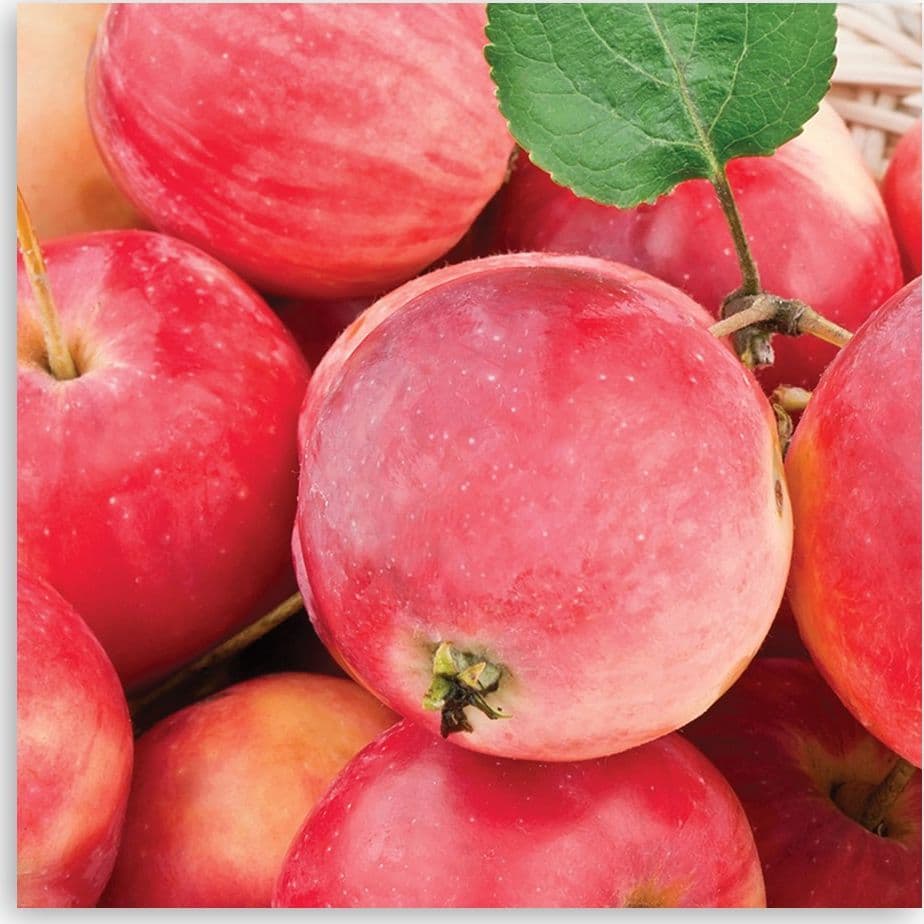 Quadro su tela, Macro Apple - 3