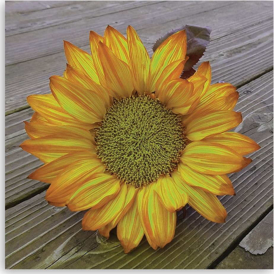 Quadro su tela, Girasole giallo - 3