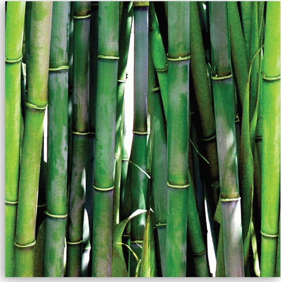 Quadro su tela, Bamboo verde - 3