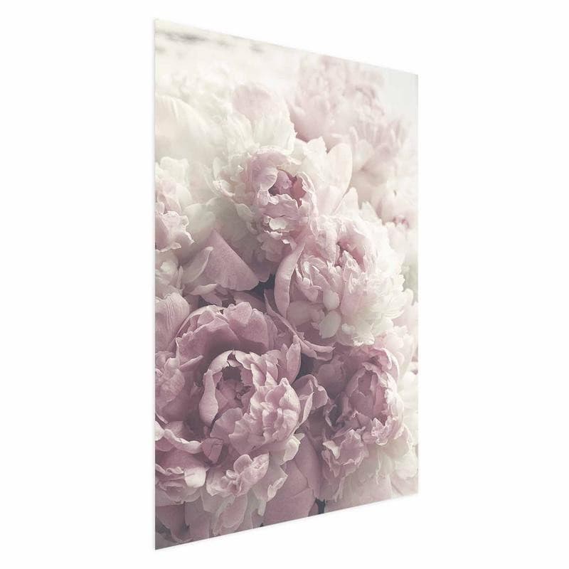 Poster - Delicate Peonies - 15