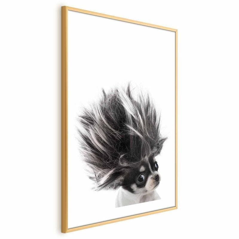 Poster - Chihuahua - 19