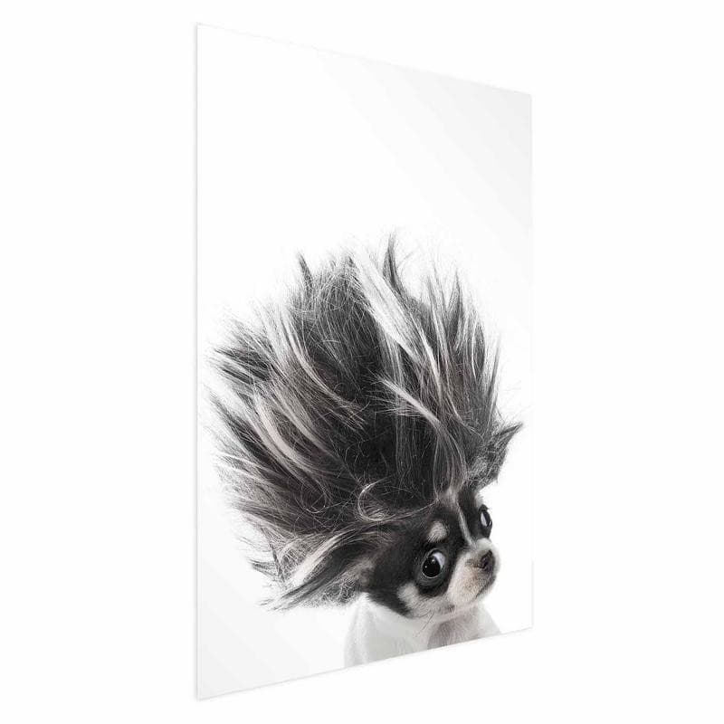 Poster - Chihuahua - 15
