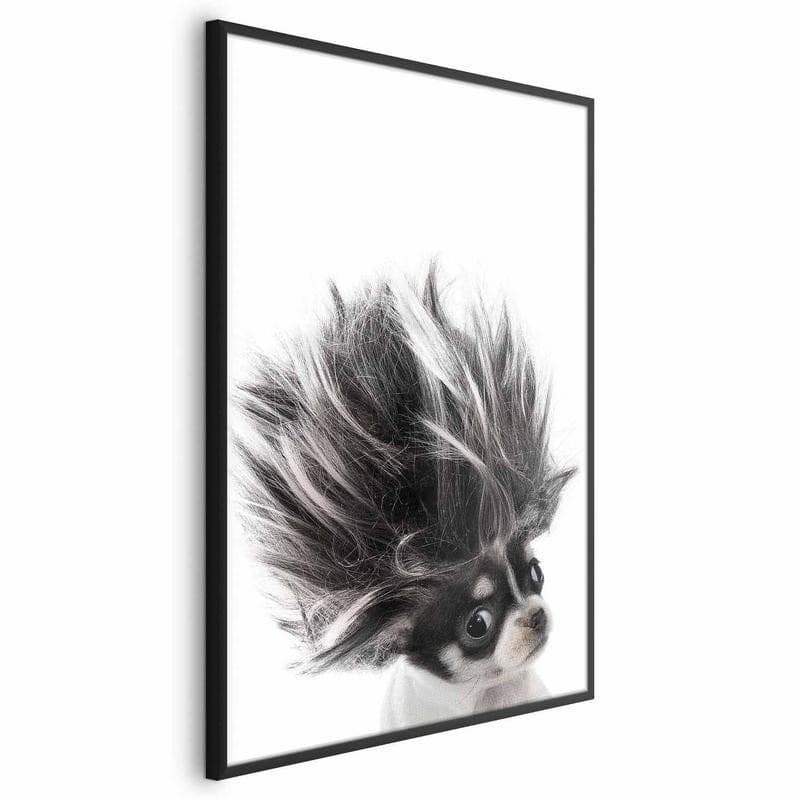 Poster - Chihuahua - 2