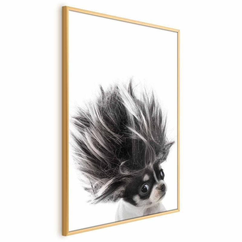 Poster - Chihuahua - 3