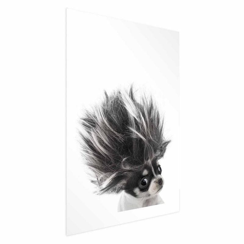 Poster - Chihuahua - 6