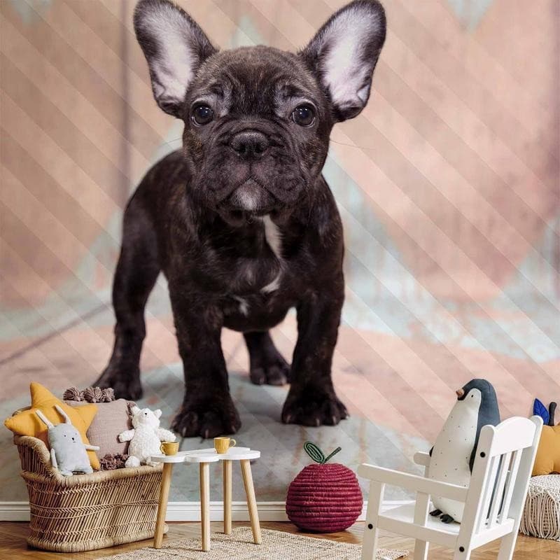 Carta da parati - French Bulldog - 14