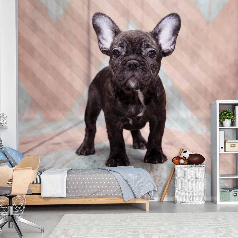 Carta da parati - French Bulldog - 13