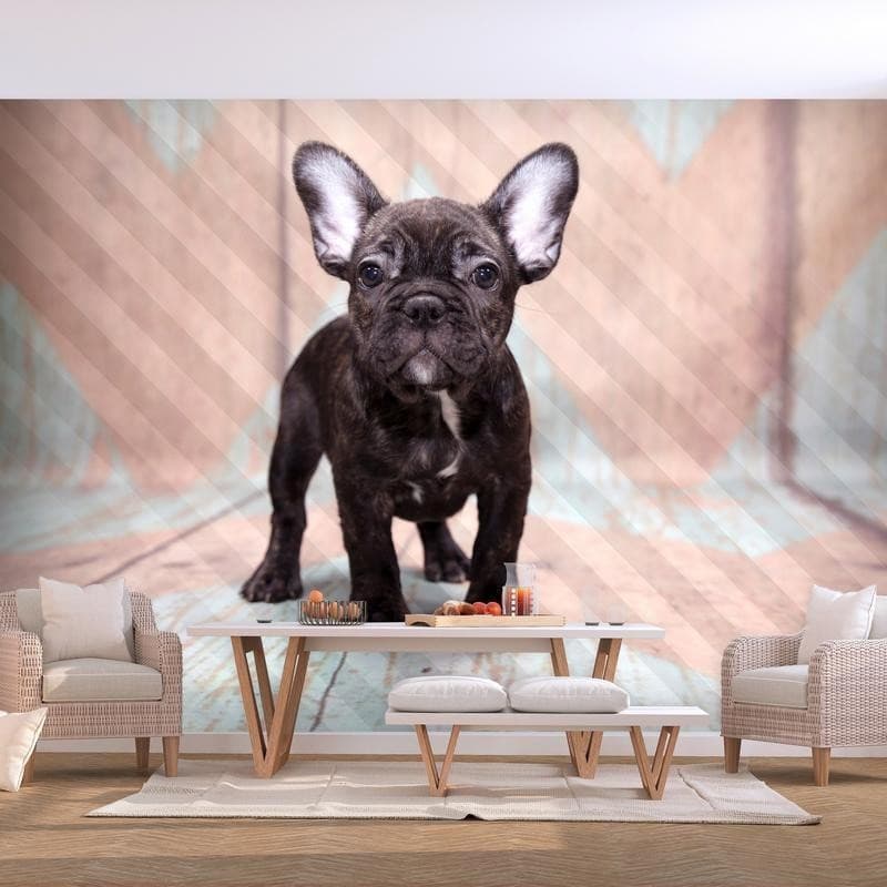 Carta da parati - French Bulldog - 3