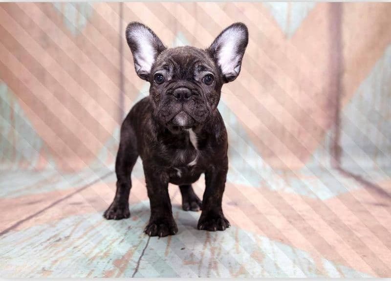 Carta da parati - French Bulldog - 5