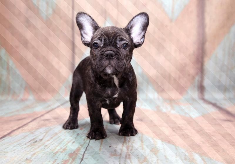 Carta da parati - French Bulldog - 6