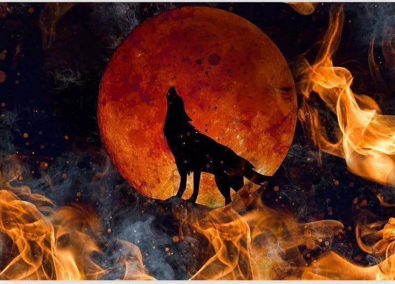 Carta da parati - Wild nature - wolf on a background of a red moon in flames of fire - 4