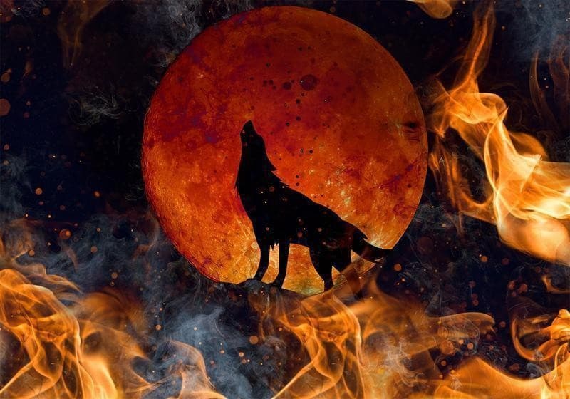 Carta da parati - Wild nature - wolf on a background of a red moon in flames of fire - 6