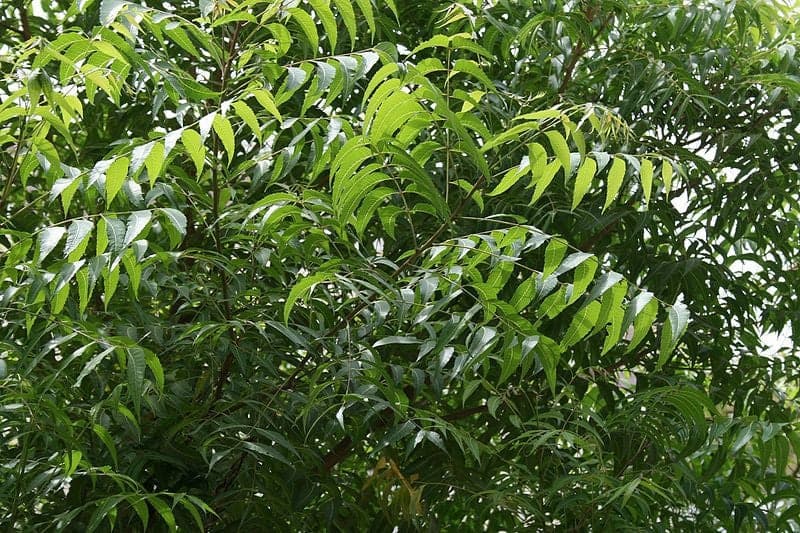 Capsule di Foglie di Neem - 3