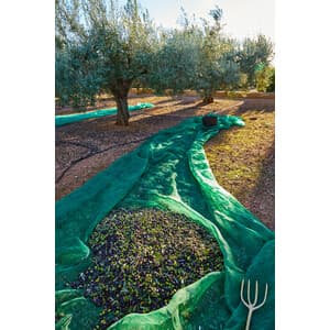 C RETE P/OLIVE ANTISPINA 80G  7X12M- 1,0 pz
