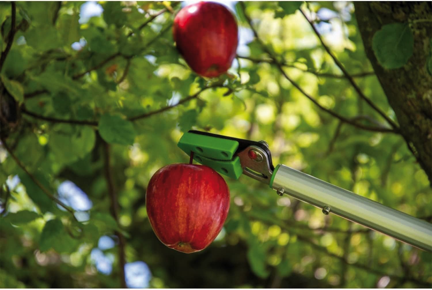 Cesoia Raccogli Frutta in Alluminio Taglio Massimo Ø Mm 10 M 1 - 2