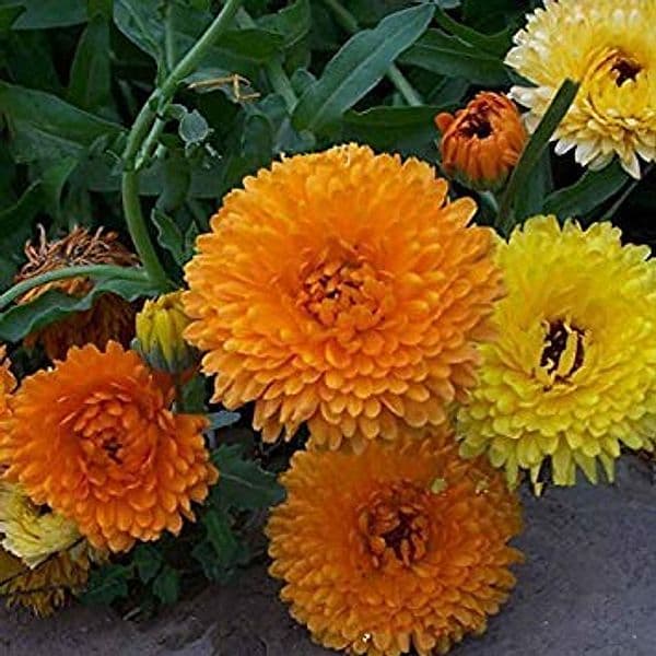 SEMI PER PRATO UNIVERSALE calendula bellezza del pacifico- 10 pezzi  - SGARAVATTI - 2
