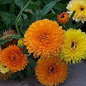 Semi per Prato Universale Calendula Bellezza del Pacifico 10 Pezzi - 2