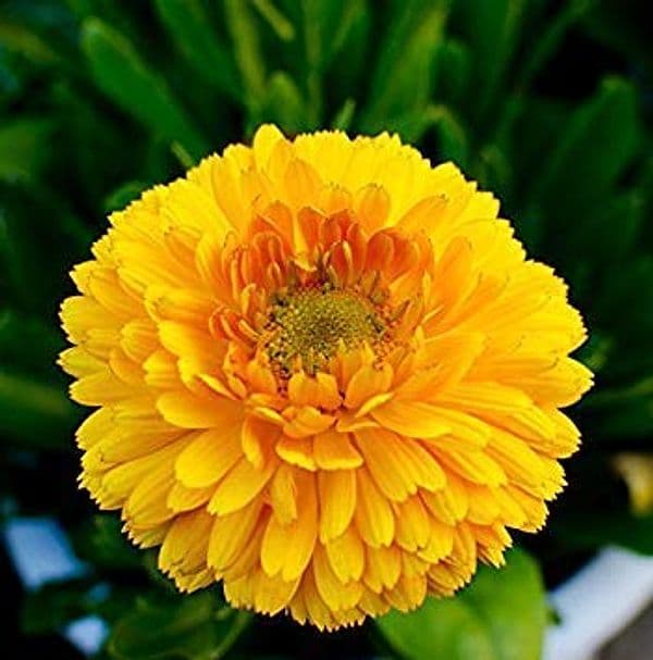 SEMI PER PRATO UNIVERSALE calendula bellezza del pacifico- 10 pezzi  - SGARAVATTI - 3