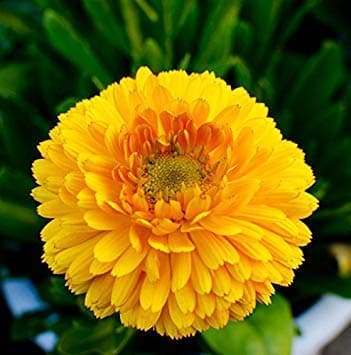 Semi per Prato Universale Calendula Bellezza del Pacifico 10 Pezzi - 3