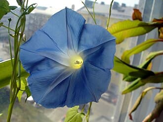 Semi per Prato Universale Ipomea Grandiflora Sgaravatti Blu 10 Pezzi - 2