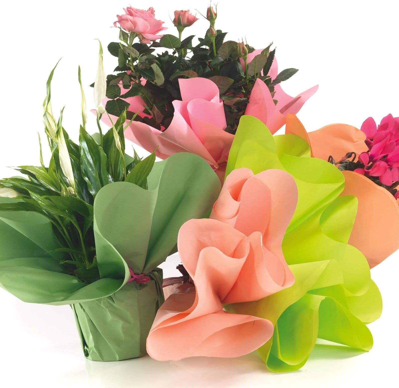 Carta colorata per avvolgere vasi in plastica impermeabile da 60 gr confezione da 25 pezzi - 2