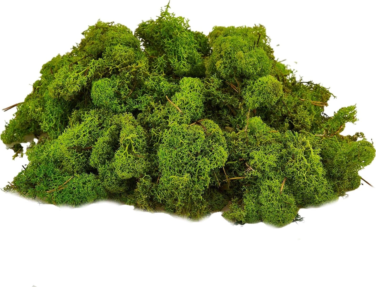 Muschio lichene tappeto naturale per presepe decorazione natalizia da 1kg - 2