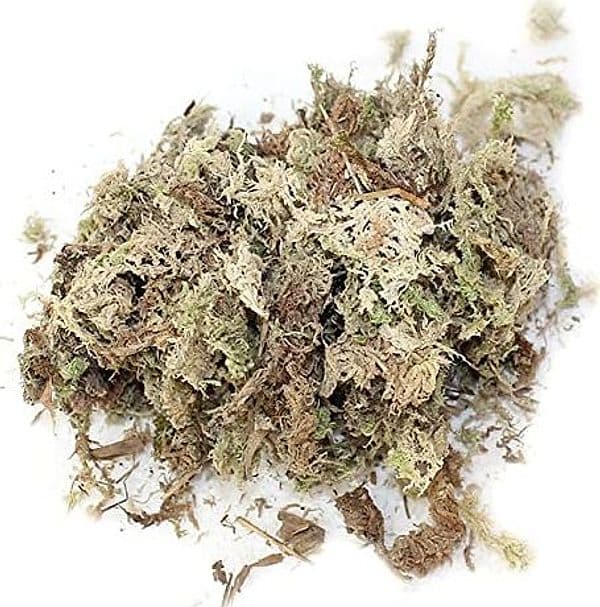 Muschio naturale verde per presepe natalizio, busta da 15/20 grammi - 2
