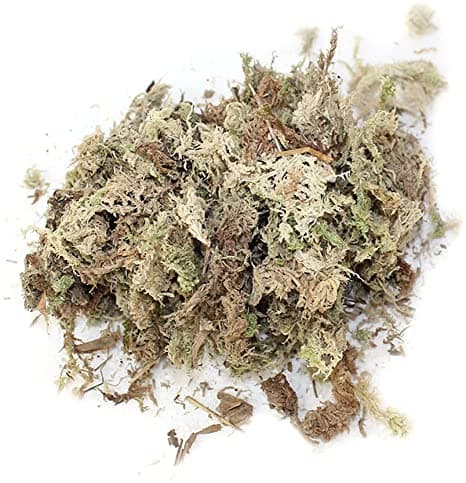 Muschio naturale verde per presepe natalizio, busta da 15/20 grammi - 2
